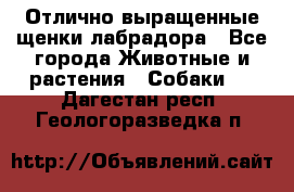 Отлично выращенные щенки лабрадора - Все города Животные и растения » Собаки   . Дагестан респ.,Геологоразведка п.